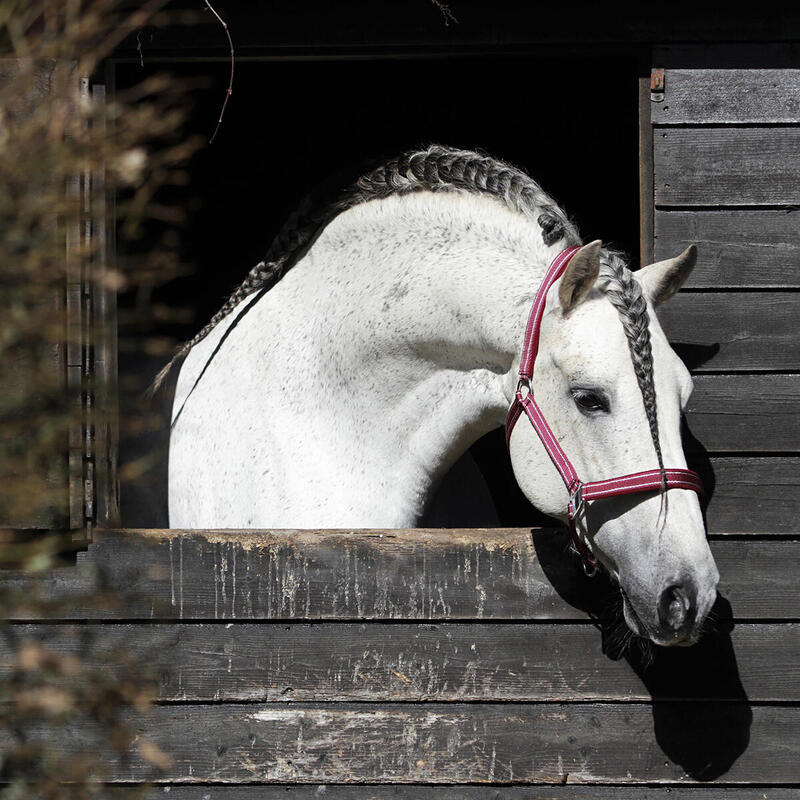 Halster Horsegear Zari Rood-zilver