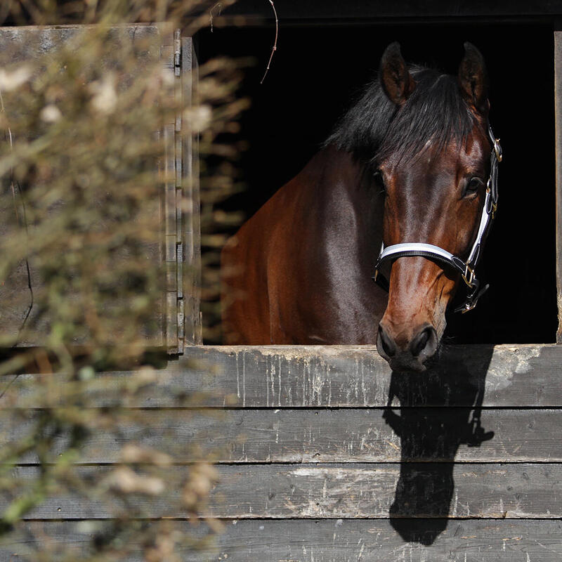 Halster Horsegear Finn Zwart-grijs