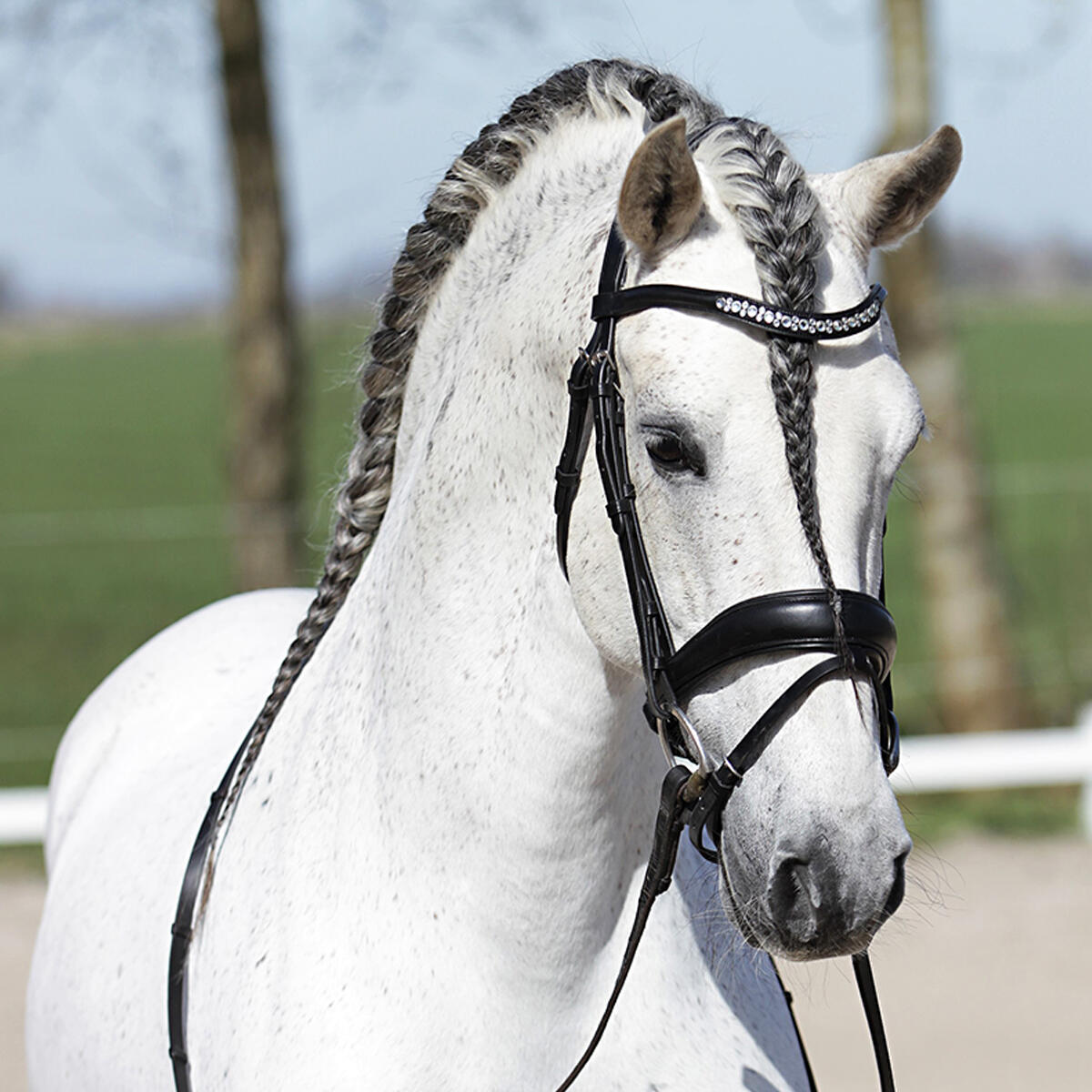 Bridon HGHonestus HORSEGEAR Noir 2/3