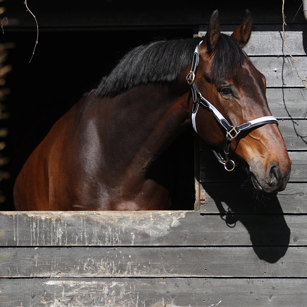 Licol Finn HORSEGEAR Noir-gris 2/3