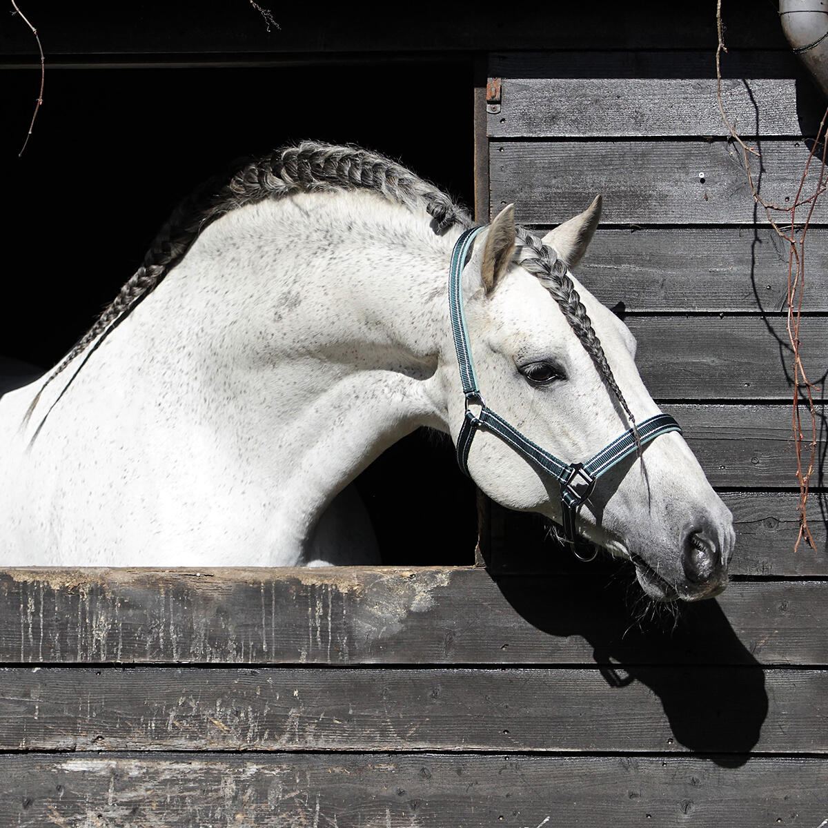 Halster HORSEGEAR Zari Donkergroen 2/2