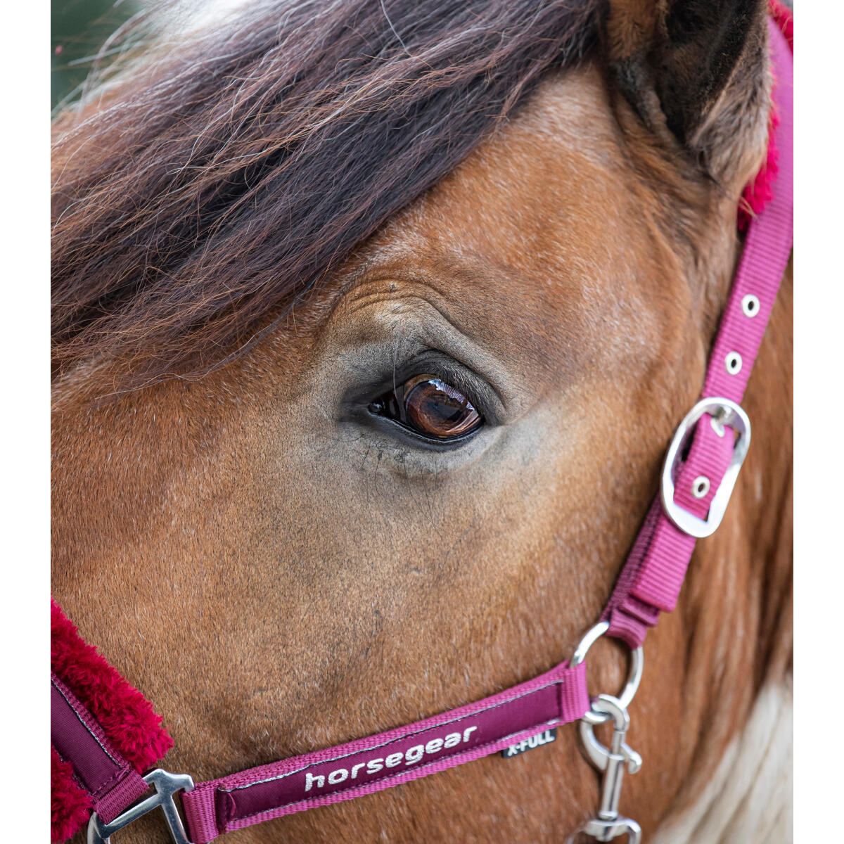 Halsterset Horsegear Reno Donkerrood 2/3