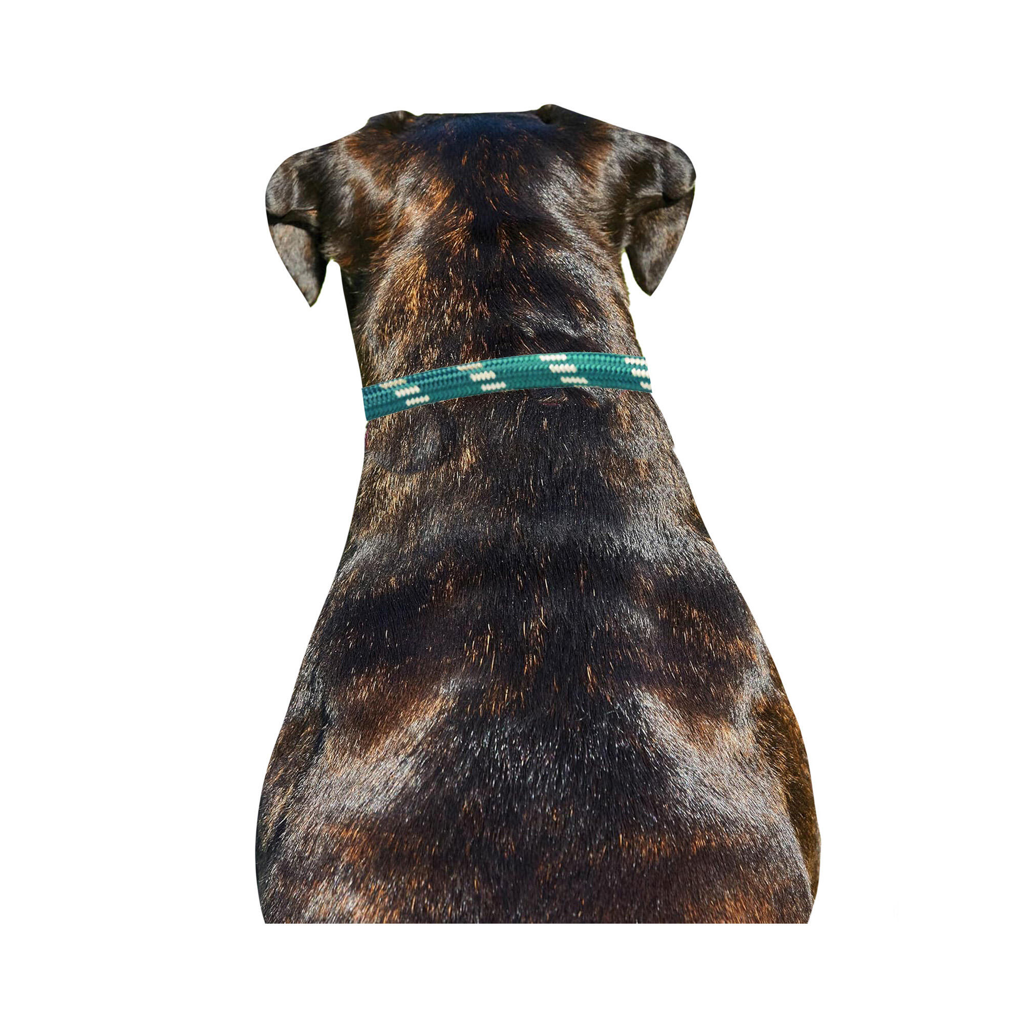 Rope Leather Dog Collar (Hunter Green/Brown) 3/3