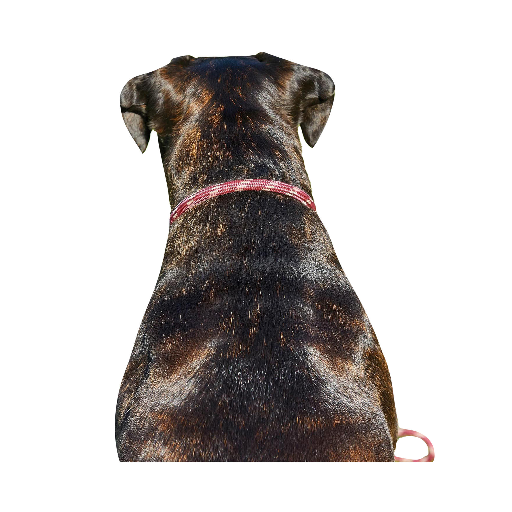 Rope Leather Dog Collar (Burgundy/Brown) 3/3