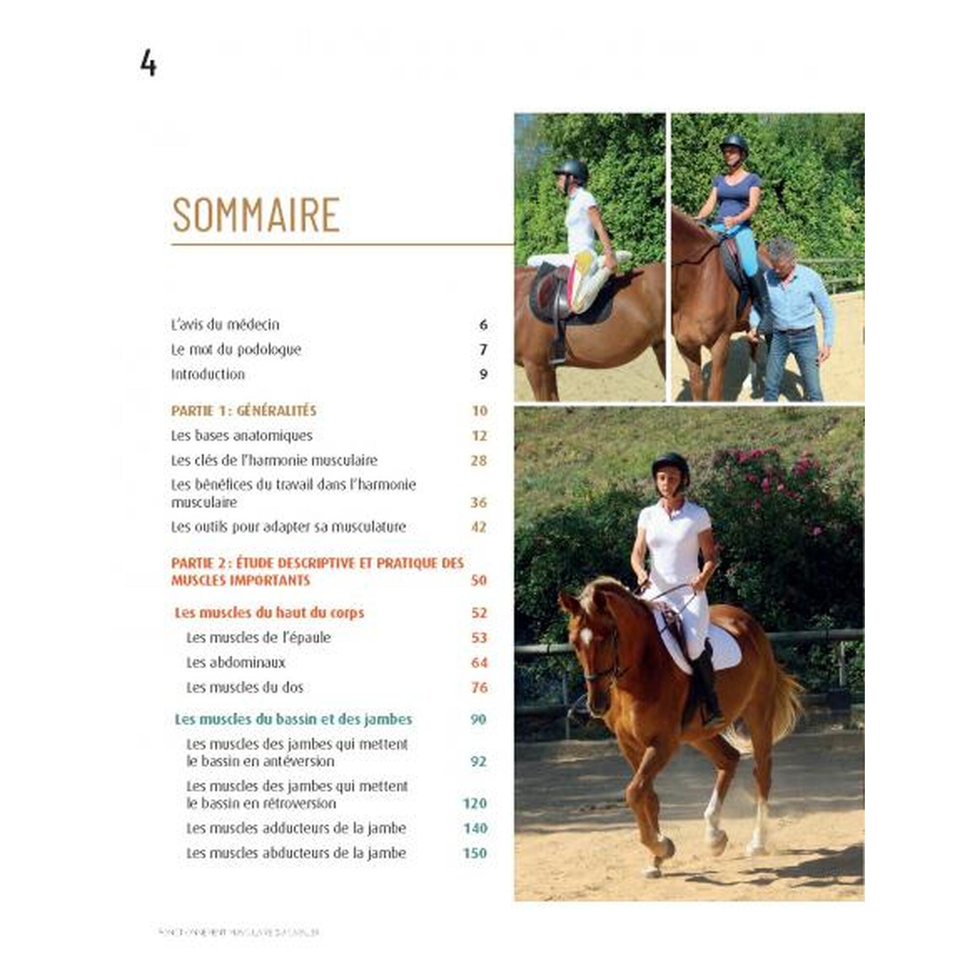Fonctionnement Musculaire du Cavalier - Confort et Performance