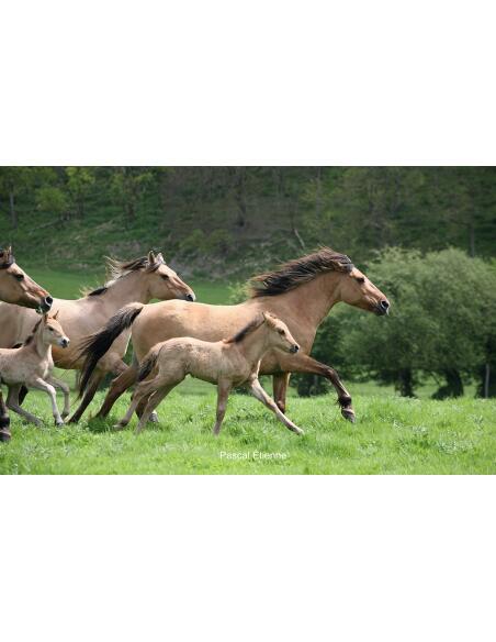 Le Henson - Cheval de la Baie de Somme 5/5