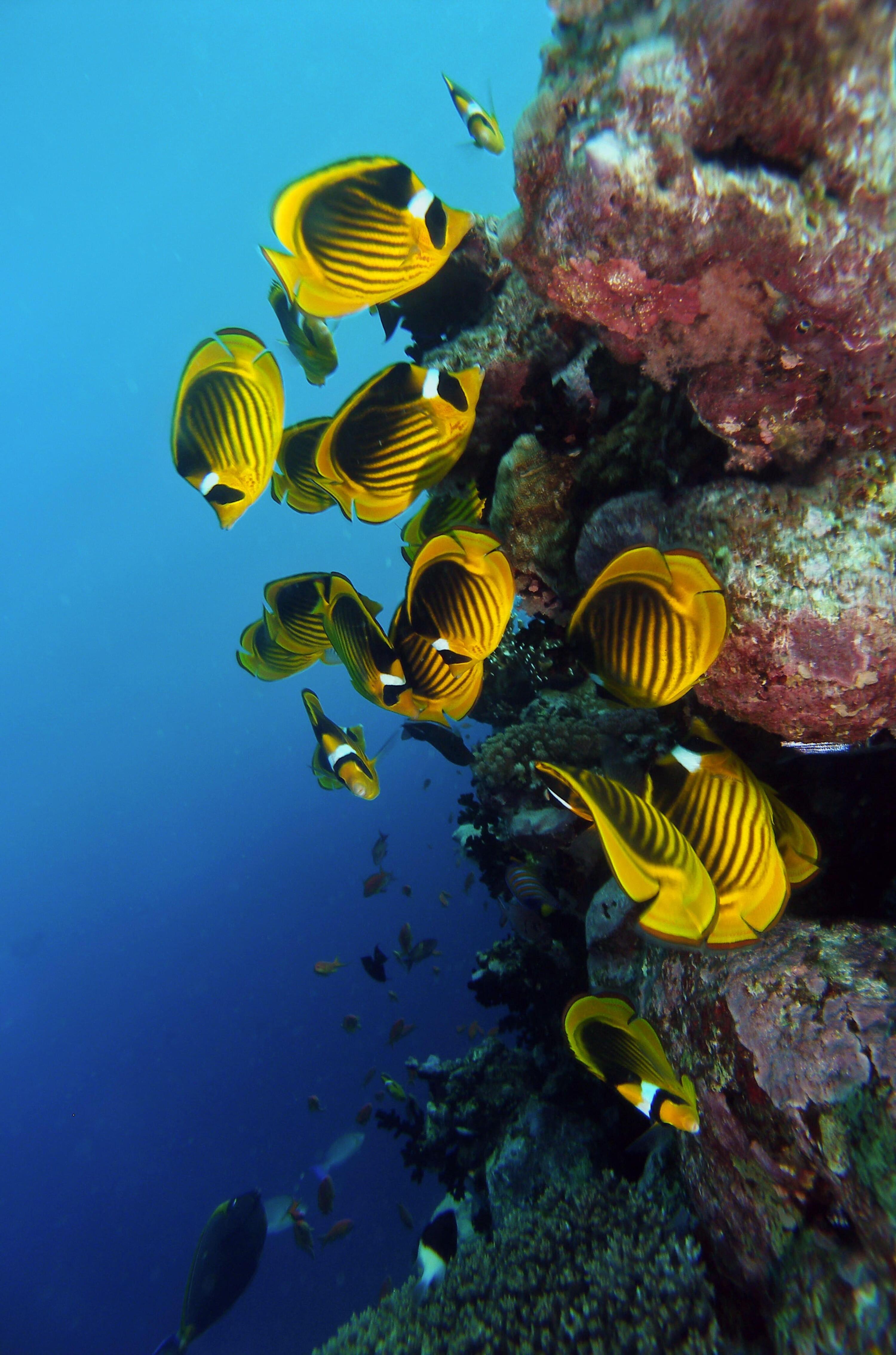 Découvrir le snorkeling à Bali 1/1