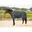 Harry's Horse Outdoordeken Thor 100grams Paardendekens 145/195cm - maat 145/195