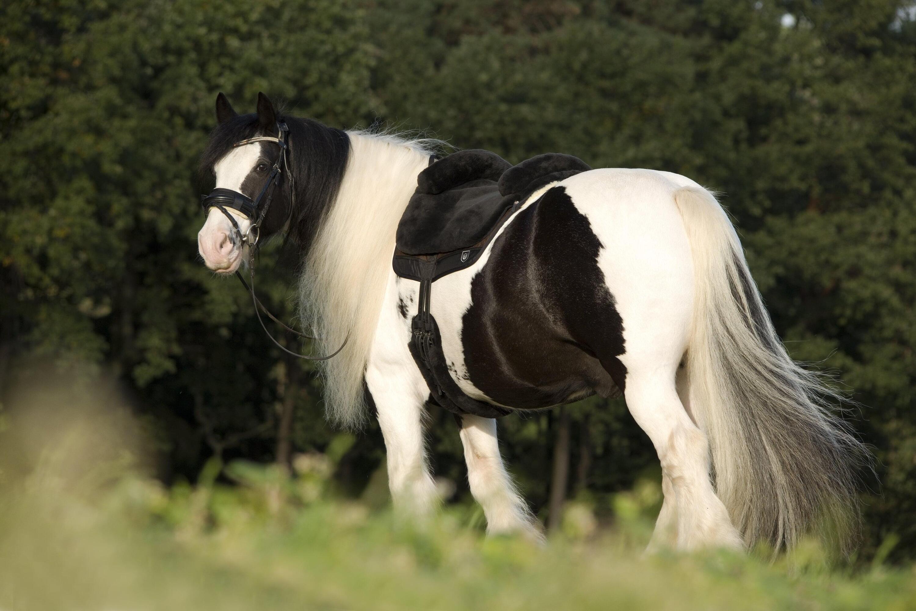 Rijmat voor paarden Werner Christ Horse Iberica Plus 5/5