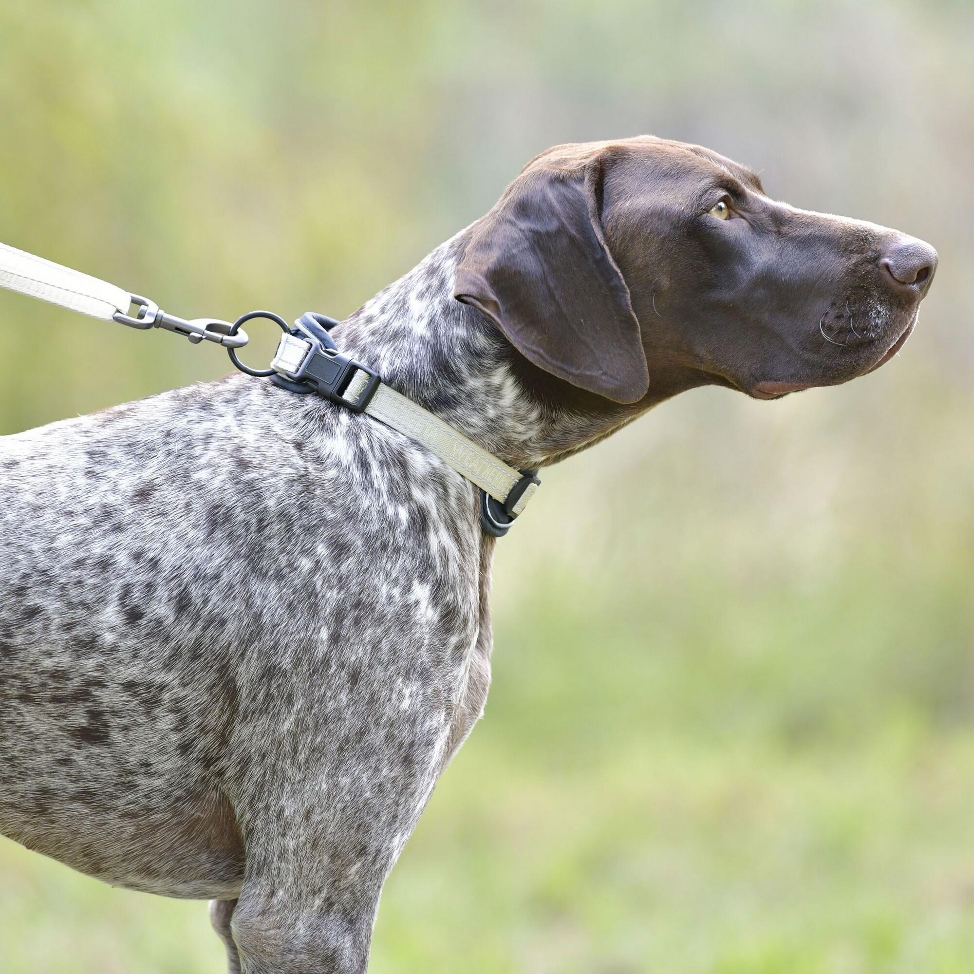 Explorer Dog Collar (Navy) 3/4