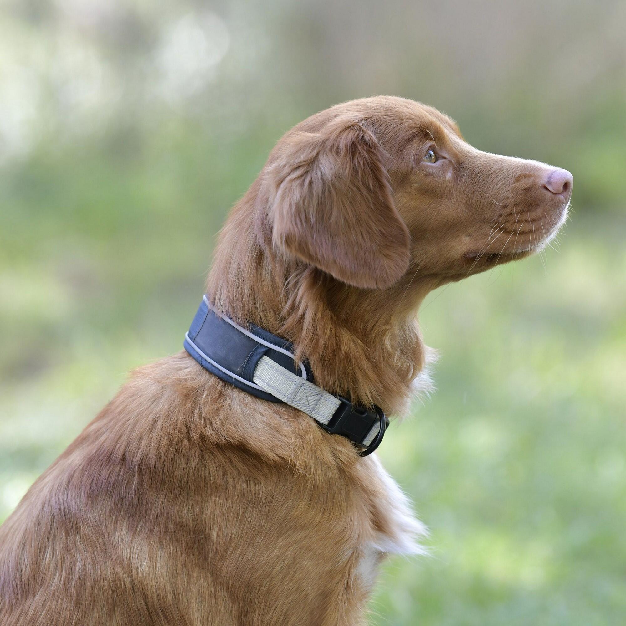 Explorer Dog Collar (Navy) 4/4