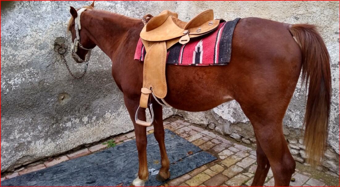 Sella Professionale Australiana Saython modello Half Breed 5/6