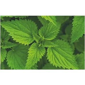 Complément alimentaire bronches Hamba Vet - LEOVET 4/7