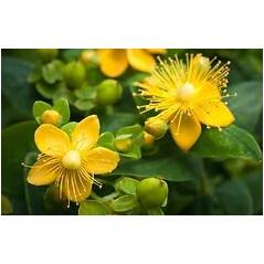 Leovet Biologische Huidolie  - 6/7