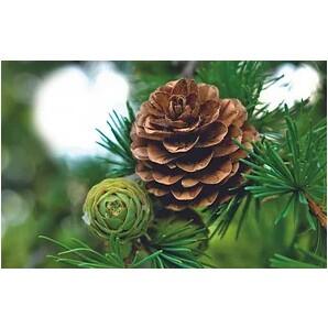 Soin de la fourchette Strahlserum - Leovet 4/6