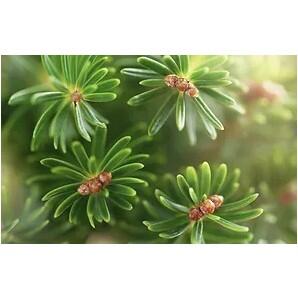 Soin de la fourchette Strahlserum - Leovet 3/6