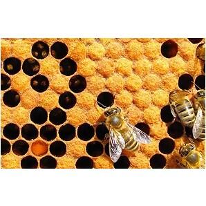 Gel propolis First Aid - LEOVET 4/5