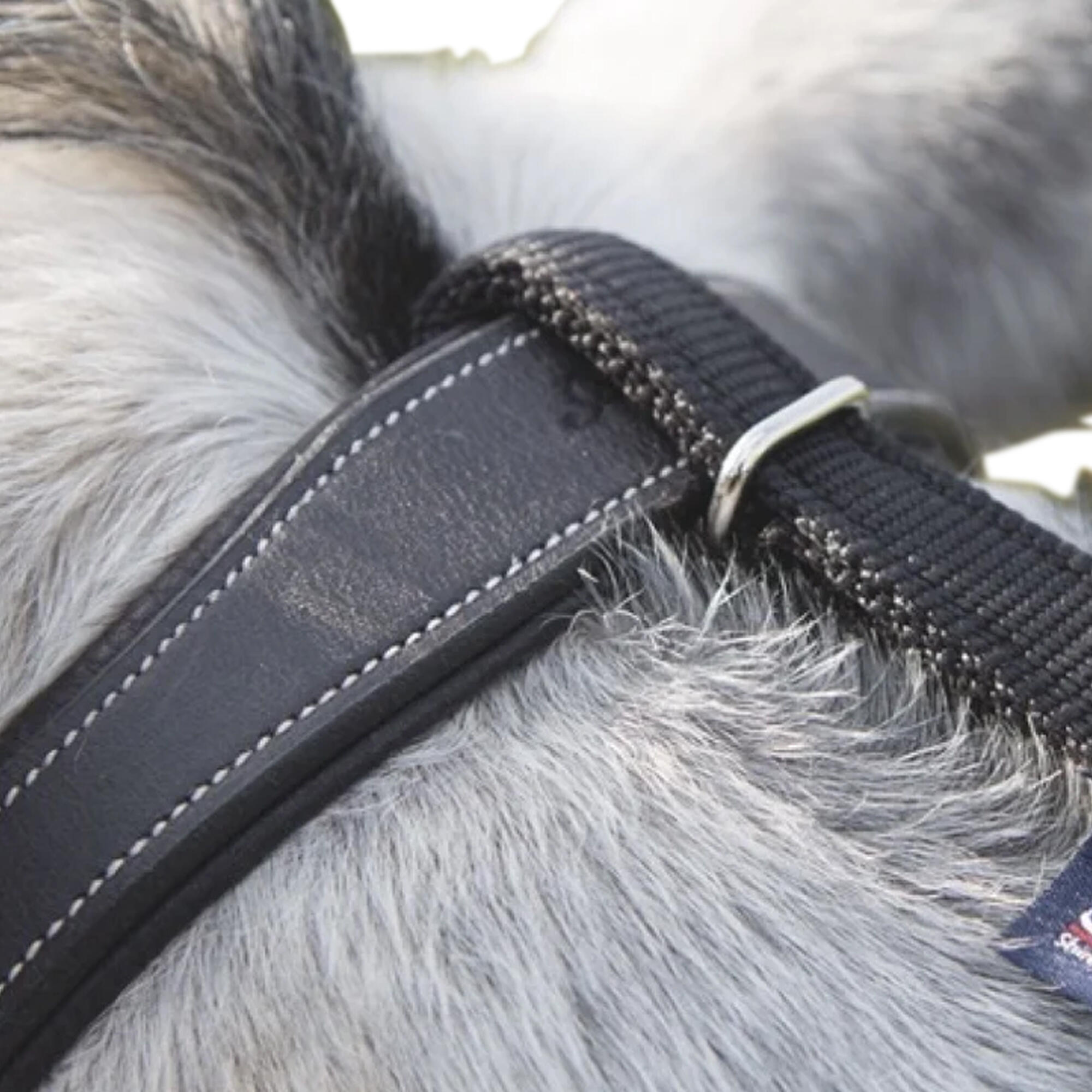 Daisy Horse Reins (Black) 2/3