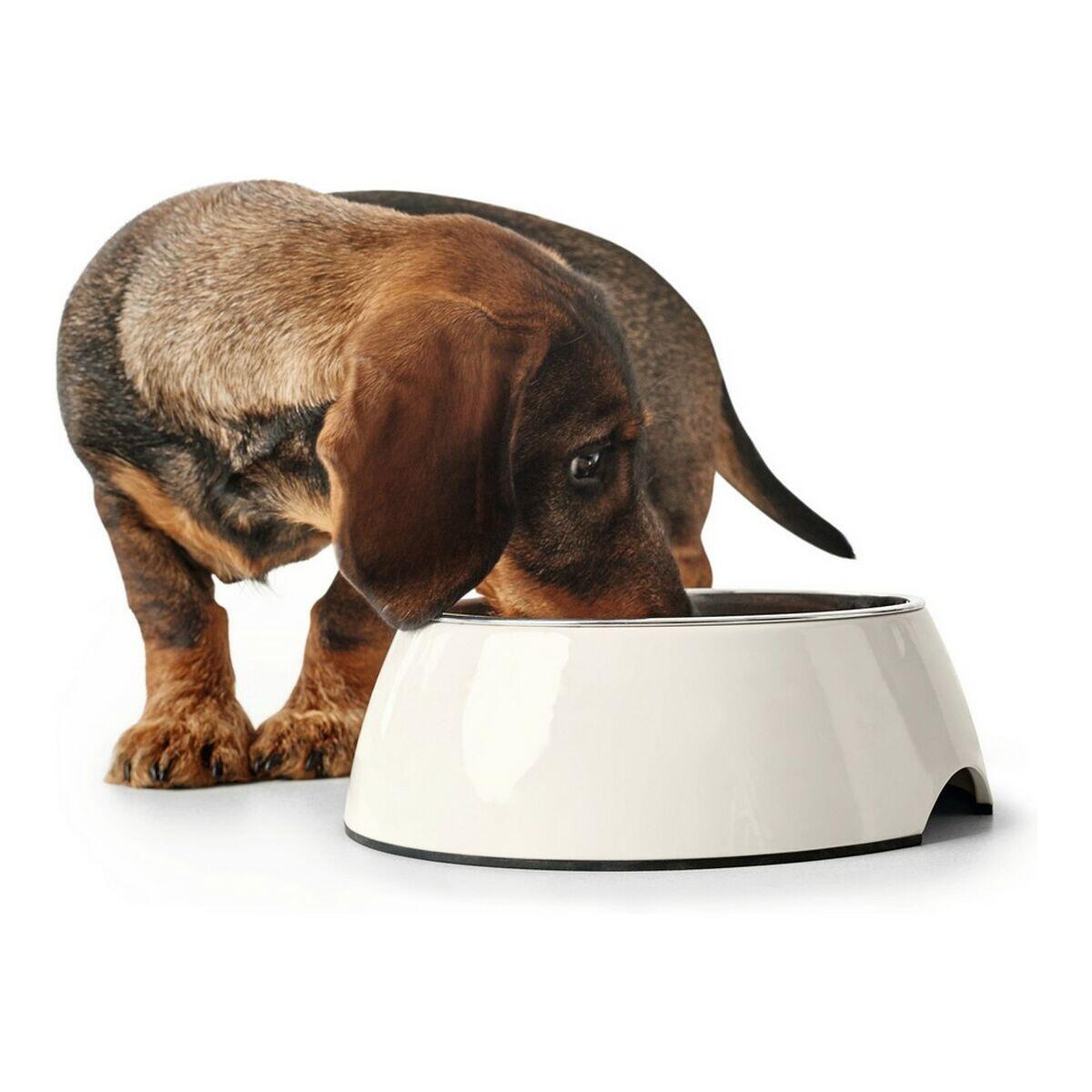 Mangeoire pour chiens Hunter Acier inoxydable 5/5