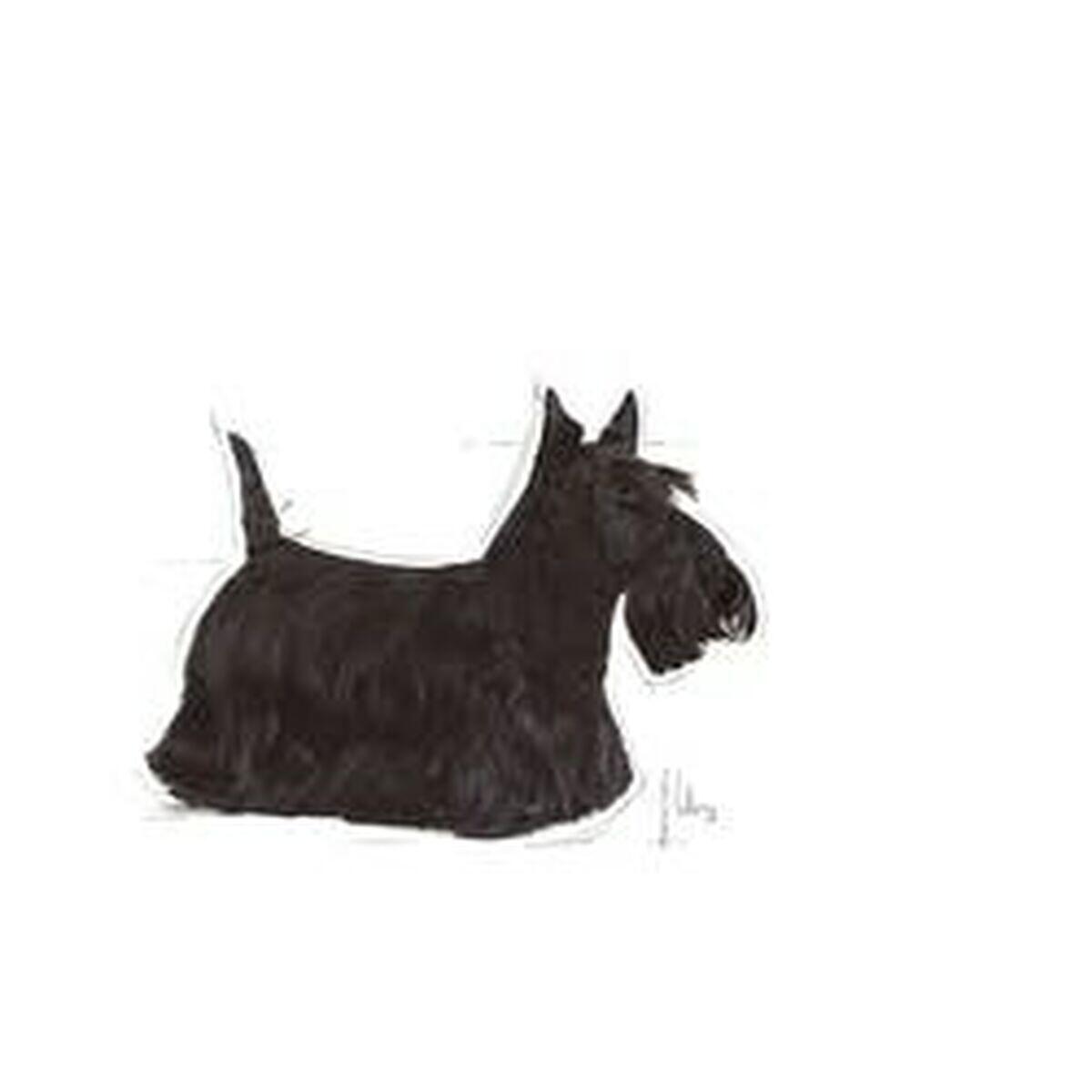 mangime Royal Canin Mini Dermacomfort Adulti 2/2
