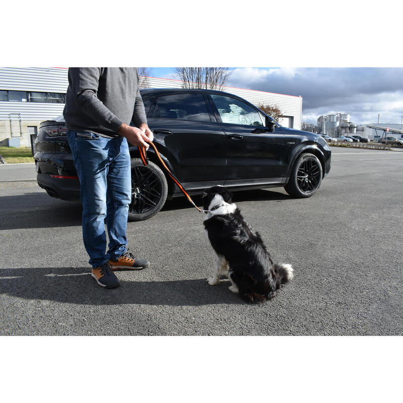 Laisse pour chien avec boucle de ceinture de sécurité