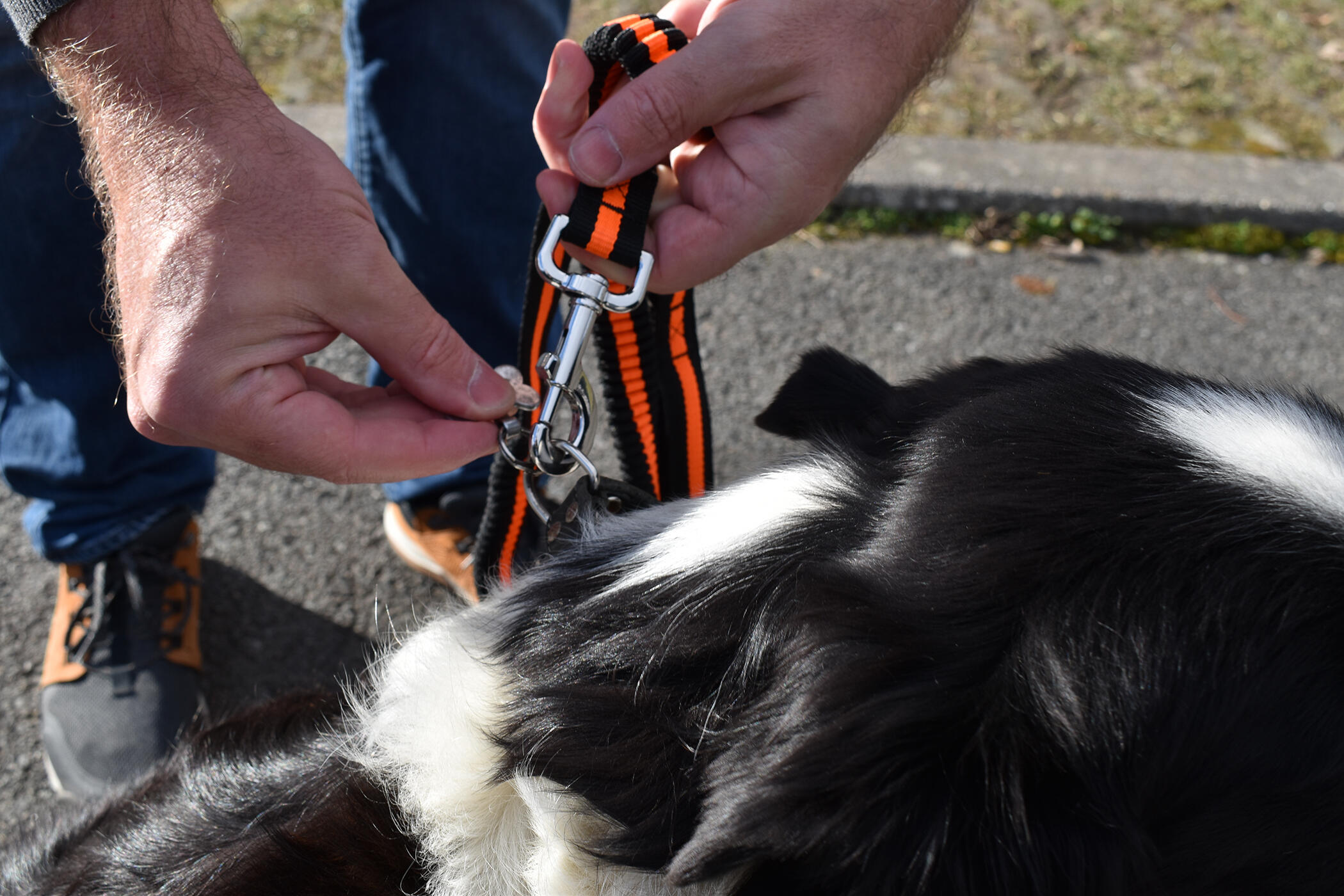 Dog leash with seat belt buckle 5/6