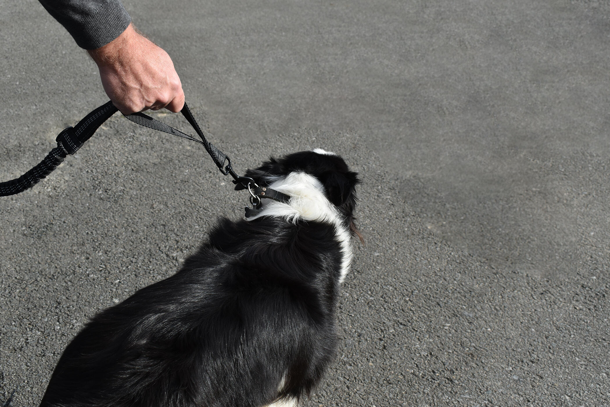Running belt with dog "canicross" type with removable bag 7/7