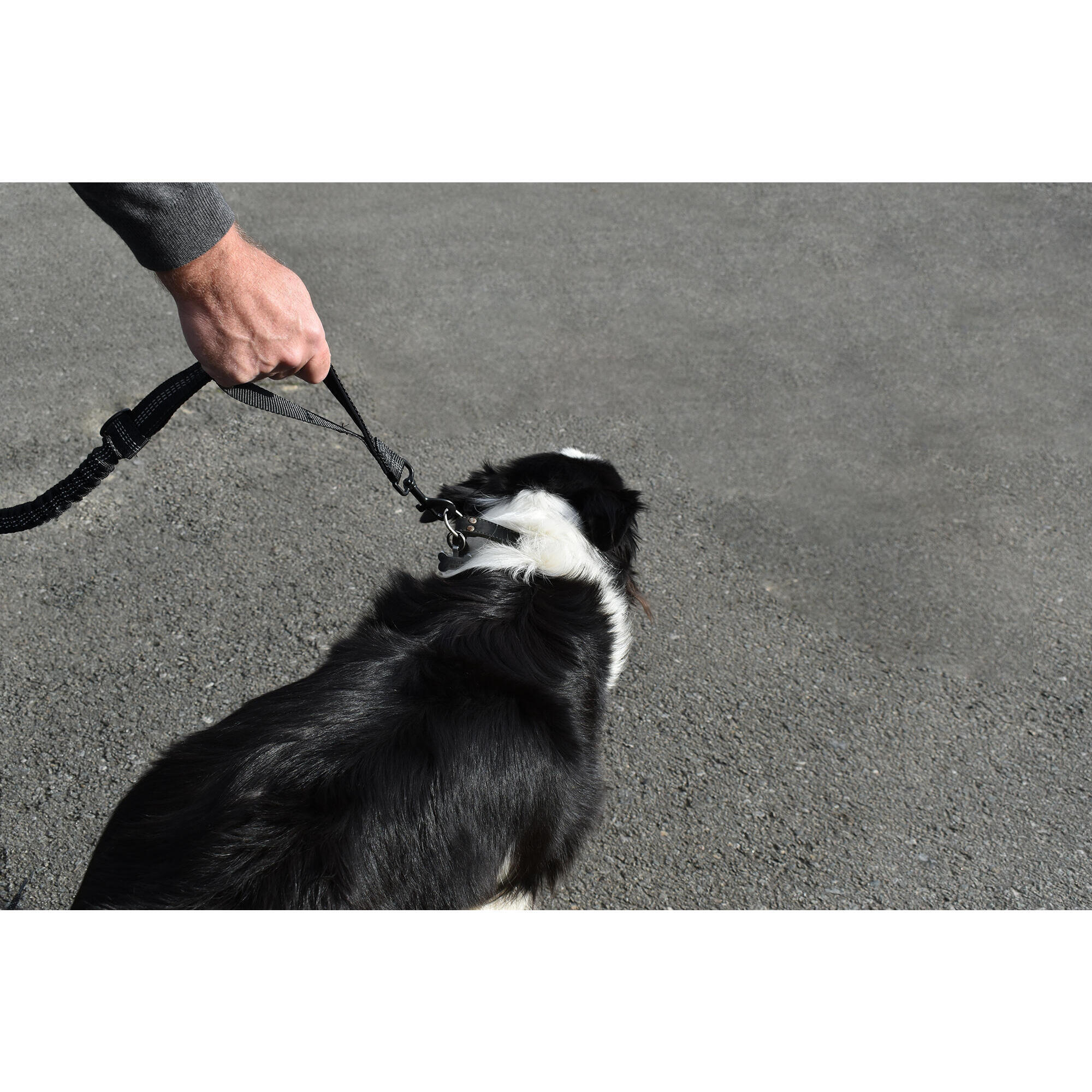 Ceinture pour courir avec son chien decathlon hotsell