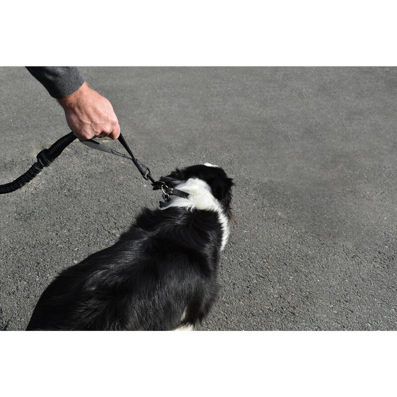 Loopband met hond van het type "canicross" met afneembare tas