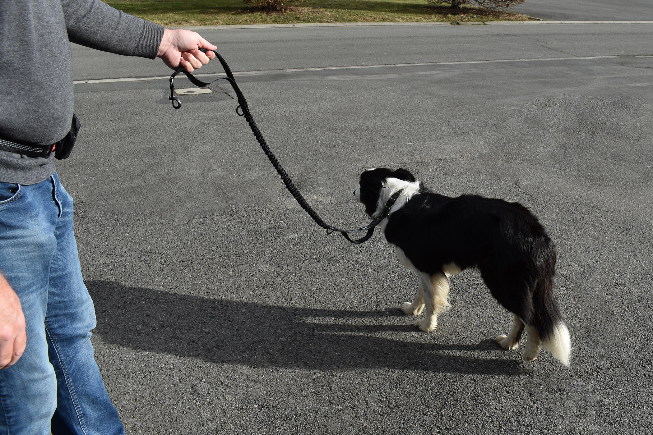 Running belt with dog "canicross" type with removable bag 3/7
