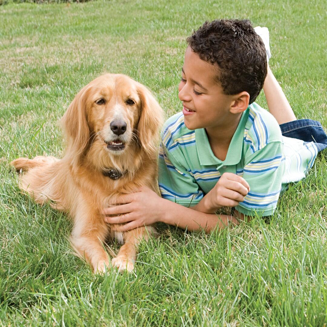 CLOTURE ANTI-FUGUE POUR CHIEN 7/7
