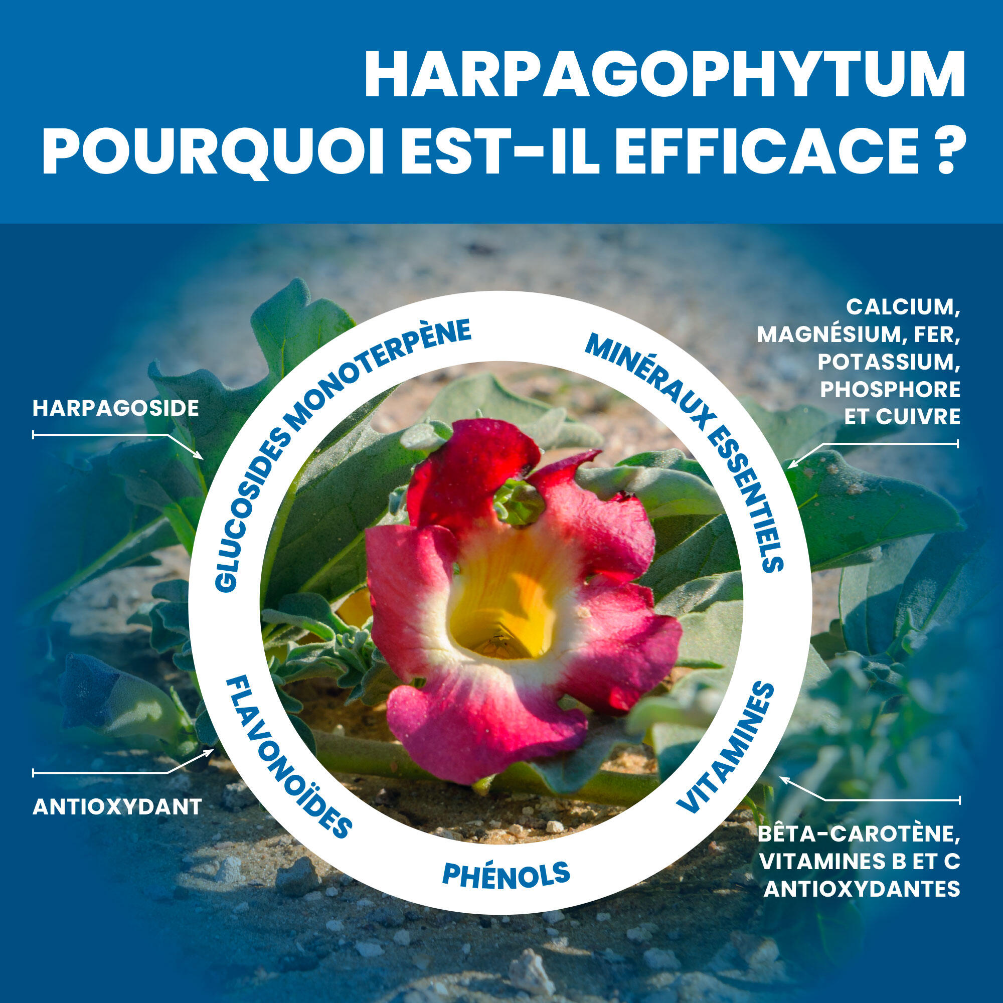 Arthrophytol - Gel de Massage 8 Actifs Naturels - Harpagophytum,Menthol,Camphre 7/9