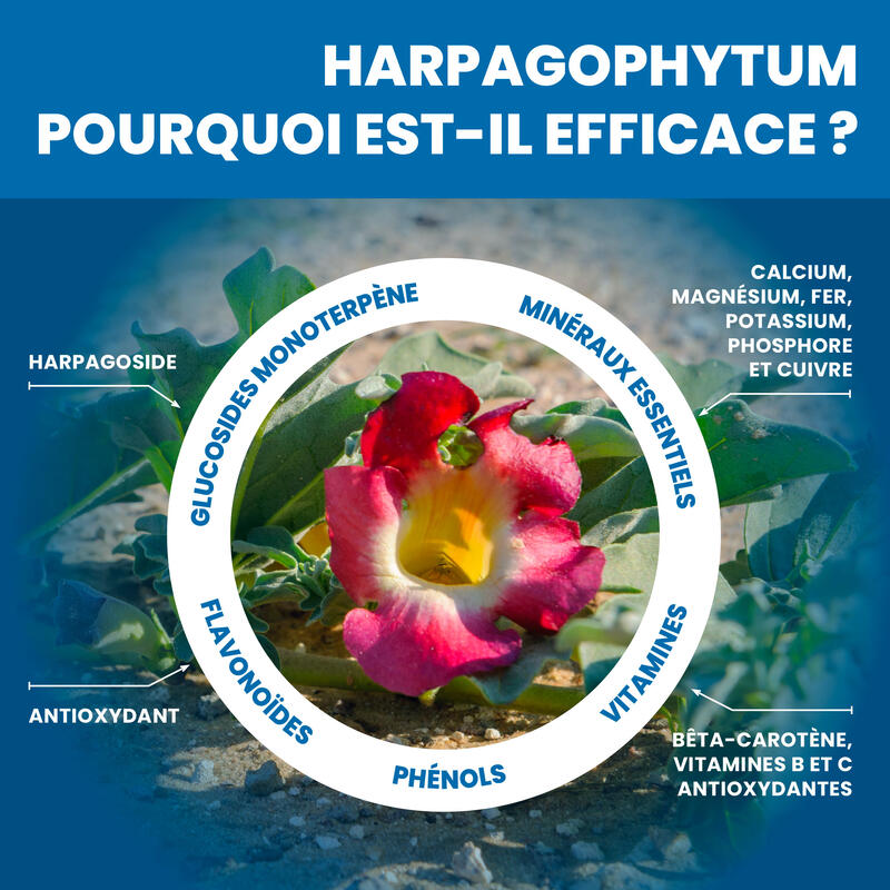 Gel de Massage Arthrophytol 500ML - 8 Actifs d'Origine Naturelle - Harpagophytum