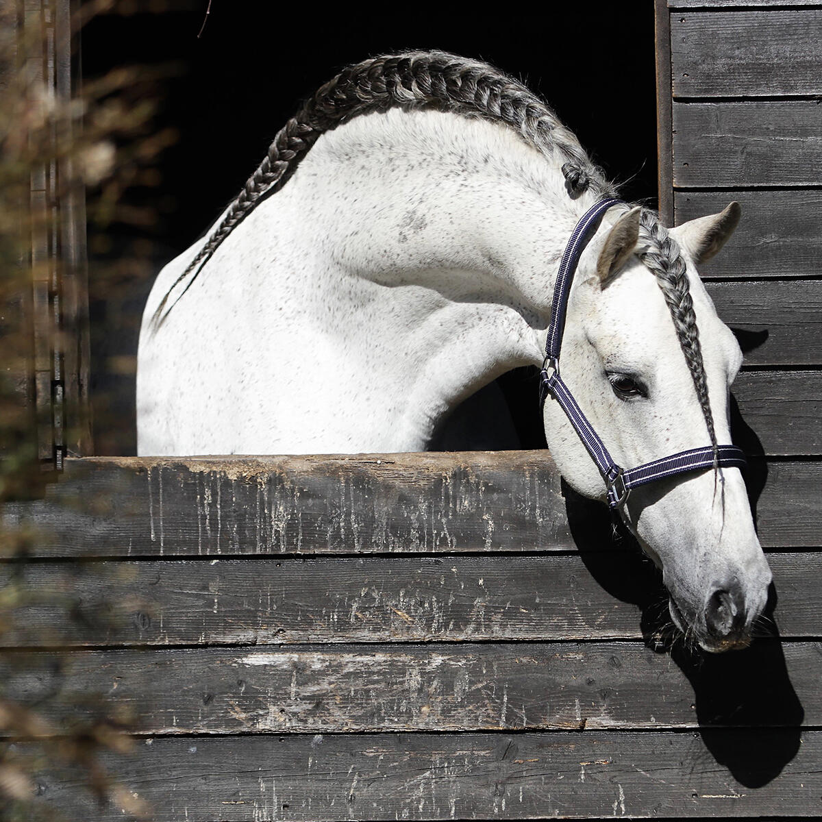Halfter HORSEGEAR Zari Dunkelblau-Silber 2/2