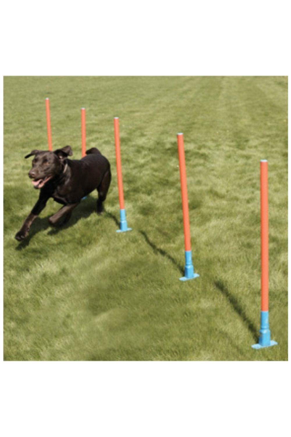 ROSEWOOD Rosewood Dog Agility Slalom