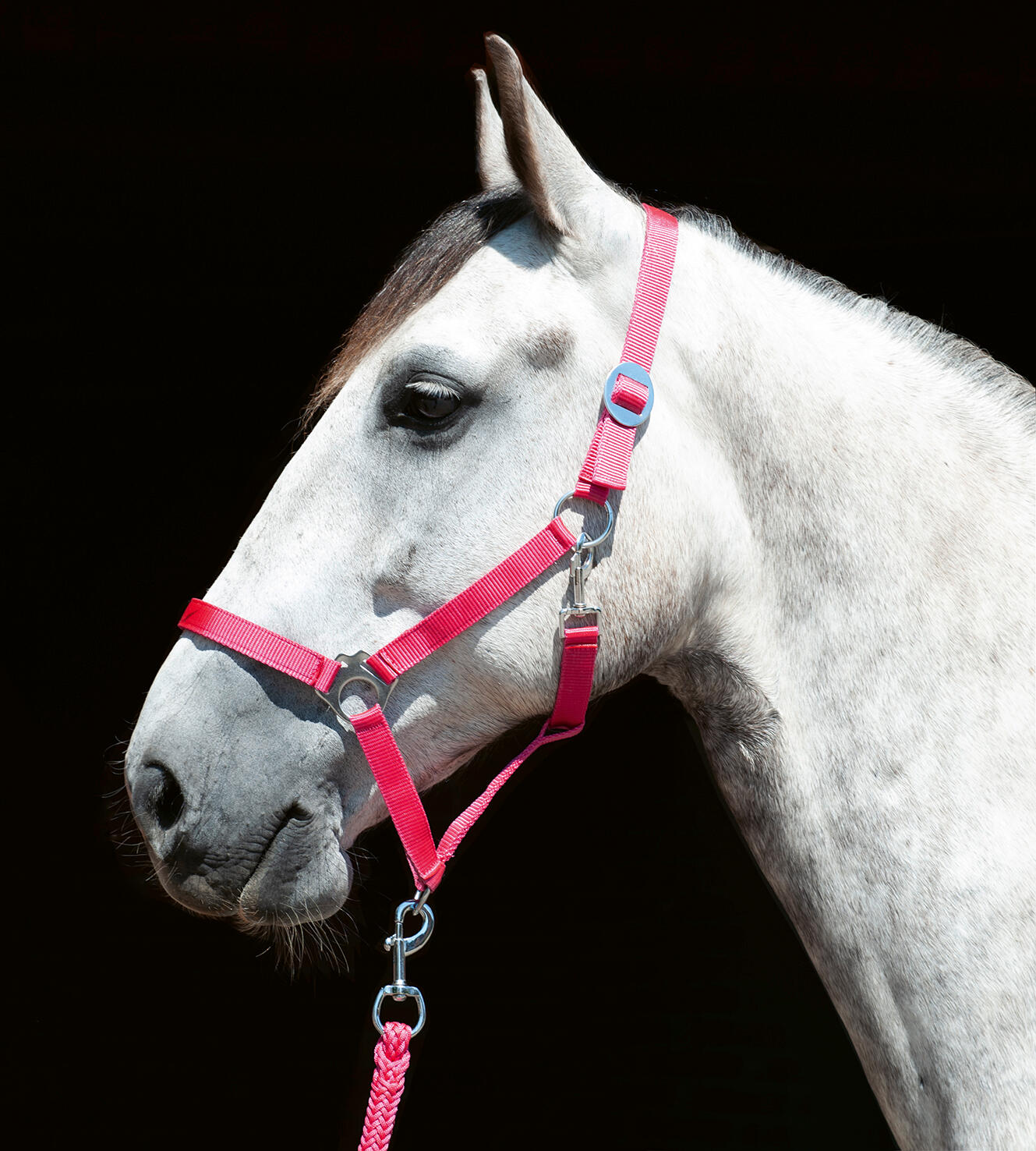 Halster voor paarden HKM Stars Economy 4/4