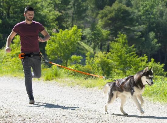 Baudrier ceinture ONE LIGHT pour courir avec son chien, canicross, sport/loisir