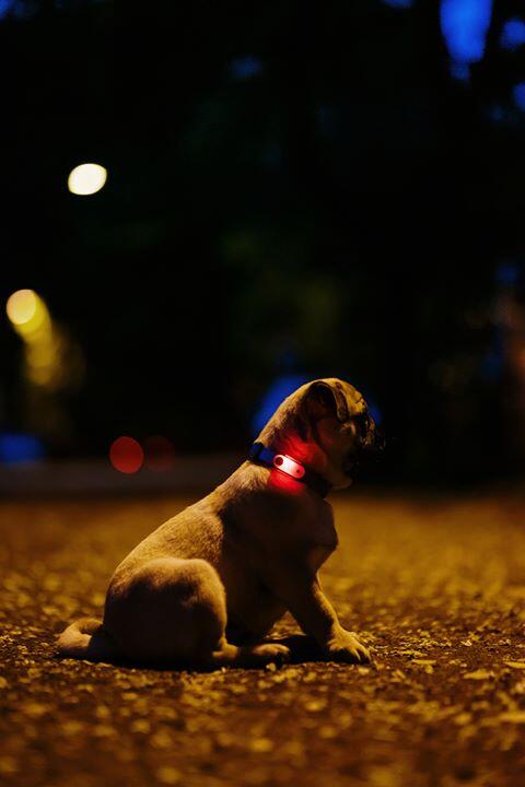 TICKLESS MINI Hond - Zwart 6/6