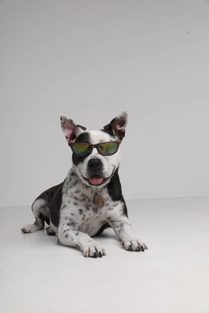 Répulsif ultrasonique anti-tiques et puces sans chimie pour animaux EcoPet 3/4