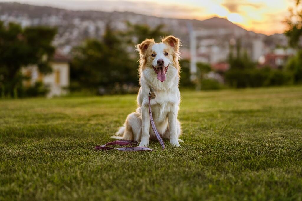Répulsif ultrasonique anti-tiques et puces sans chimie pour animaux EcoPet 4/4