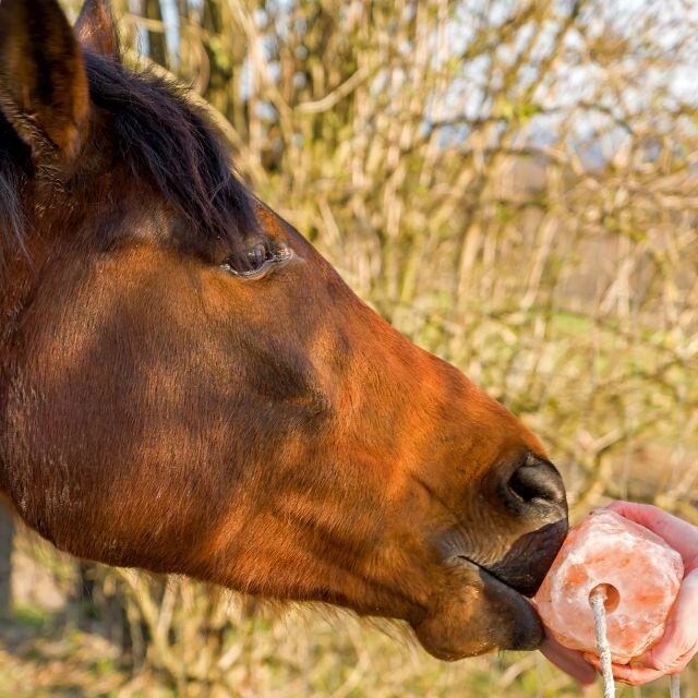 Sól himalajska dla koni bydła zwierząt HimalayaSalt lizawka solna 2-3kg