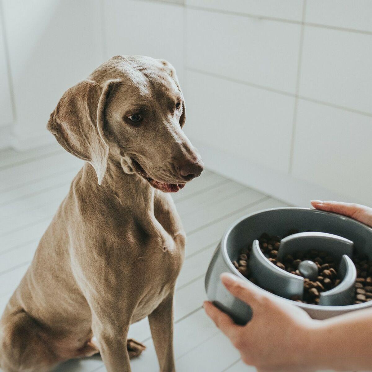 Mangeoire pour chiens Hunter Gris 5/5