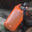 Ocean Pack - 戶外水上活動防水袋連單肩帶(半透明款) 5L - 橙色