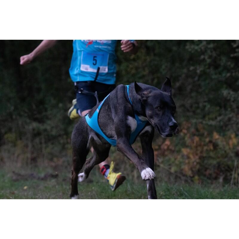 Harnais canicross compétition Blizzard Beast – Inlandsis 3/7