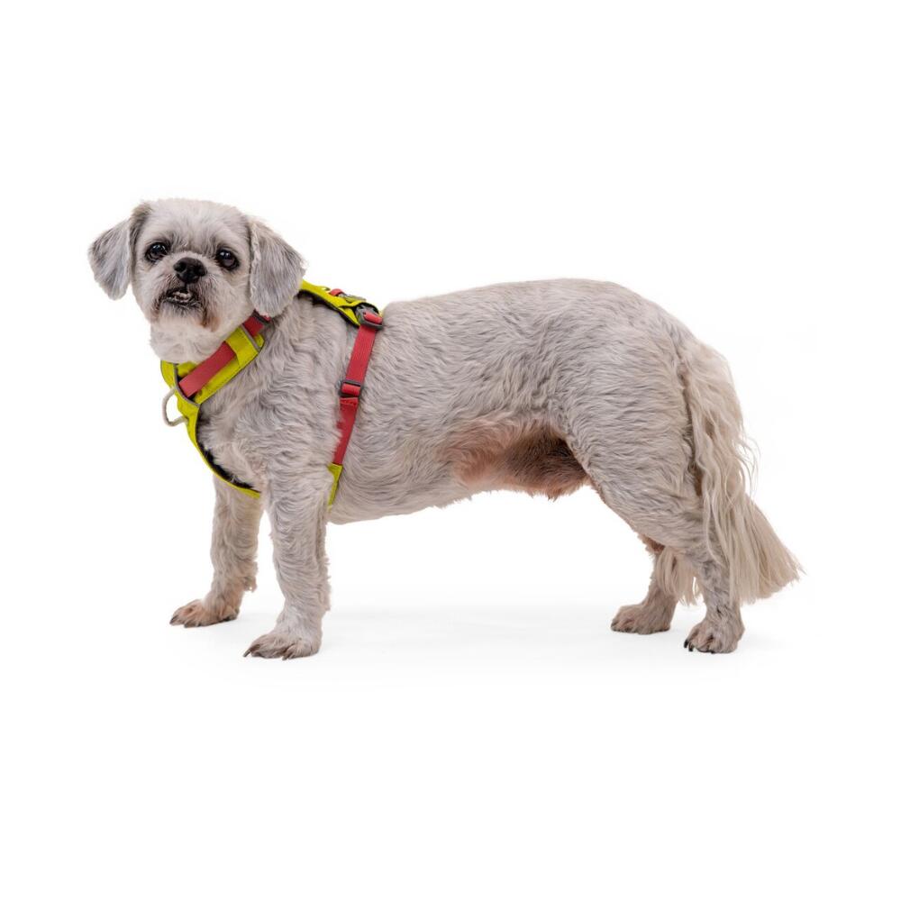 Hi & Light™ Lightweight Dog Harness Lichen Green 3/7