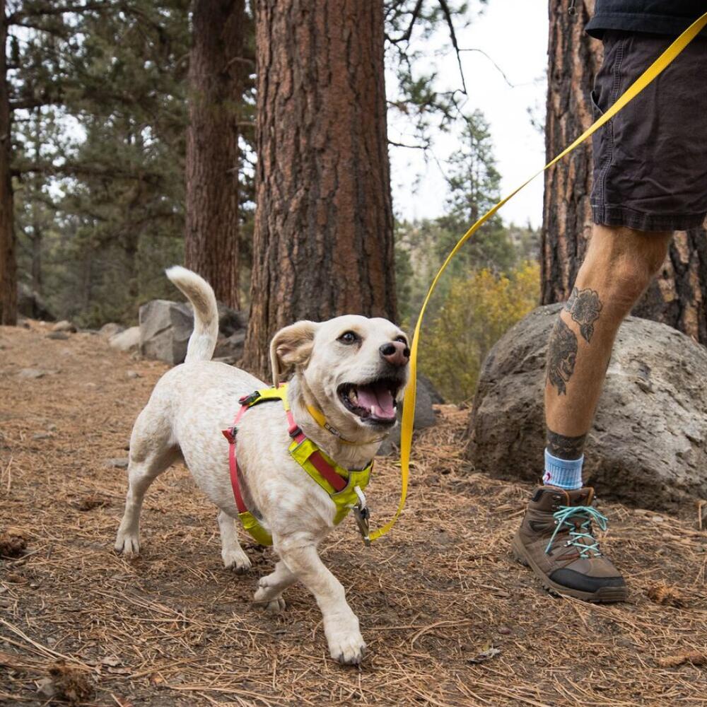 Hi & Light™ Lightweight Dog Harness Lichen Green 6/7
