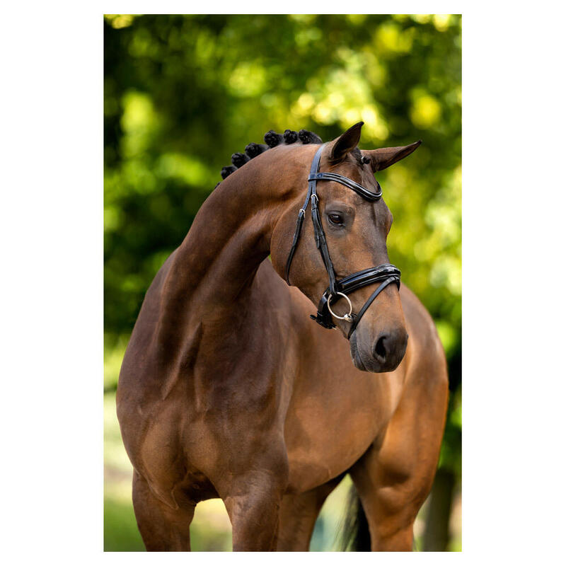 Bridons équitation anatomique BR Equitation Kingston