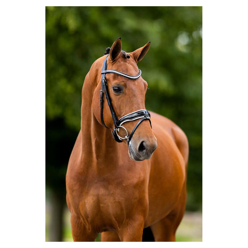 Bridons équitation muserolle combinée BR Equitation Ipswich