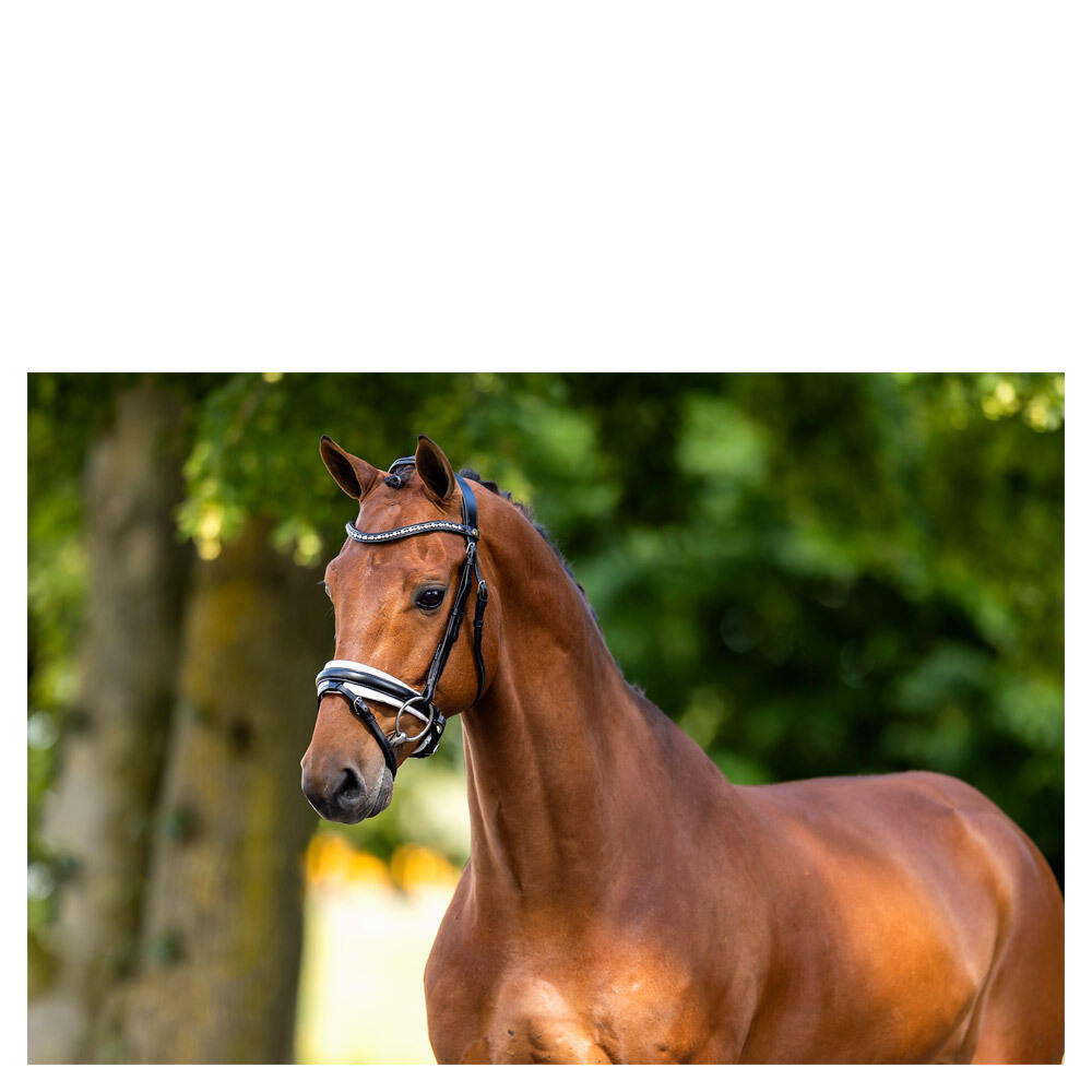 Briglie anatomiche per l'equitazione BR Equitation Lynton 2/3