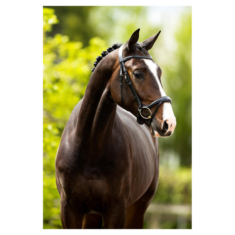 Br Hoofdstel Longridge Grijs -